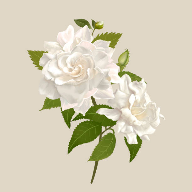 las flores blancas de gardenia - gardenia fotografías e imágenes de stock