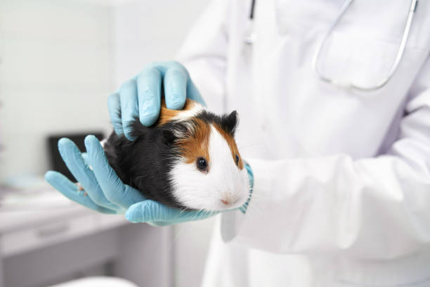 istock Vet doctor stroking and holding cute hamster. 1149012896