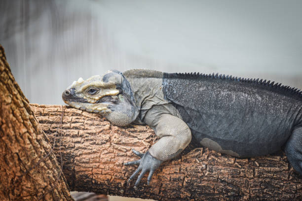 istock Rhinoceros Iguana lying on a branch - Cyclura cornuta 1149014962