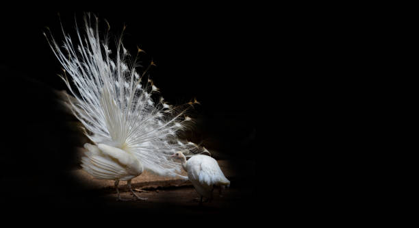 istock white peacock beautiful opened shows tail in the peacock farm 1149014975