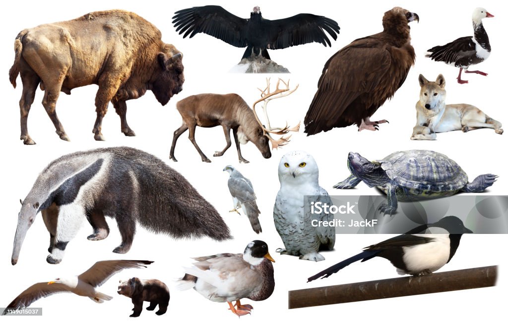 Set Of North American Animals Isolated Stock Photo - Download Image Now -  Deer, Stag, Aardvark - iStock