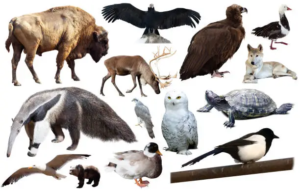 collection of different birds and mammals from north america isolated on white background