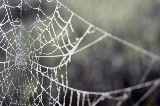 Web in dew drops close-up with shallow depth of field.