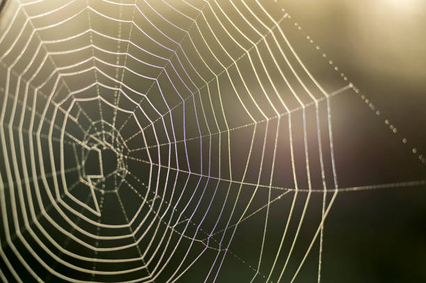 istock Web in dew drops close-up with shallow depth of field. 1149015724