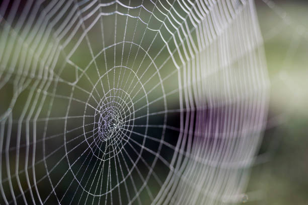 istock Web in dew drops close-up with shallow depth of field. 1149015738