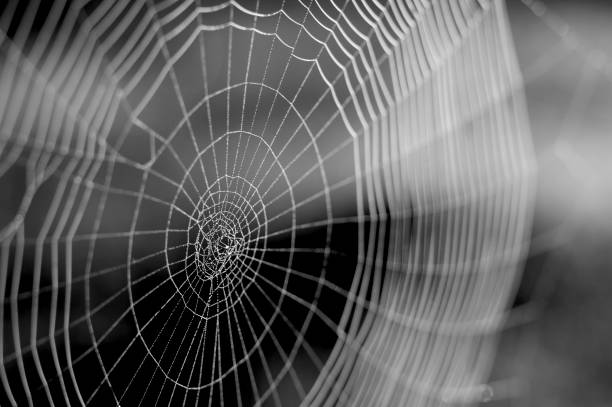 Web in dew drops close-up with shallow depth of field.