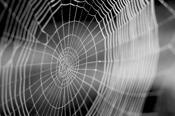 istock Web in dew drops close-up with shallow depth of field. 1149015755