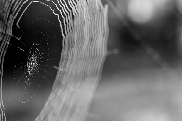Web in dew drops close-up with shallow depth of field.