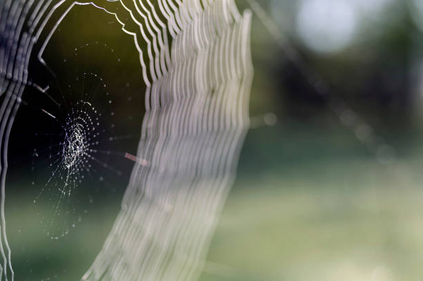 istock Web in dew drops close-up with shallow depth of field. 1149015762