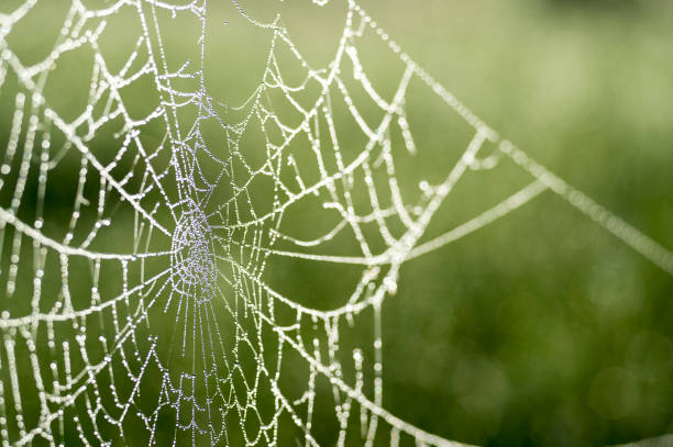 Spider web in dew drops close-up on blurred green background.