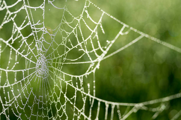 Spider web in dew drops close-up on blurred green background.