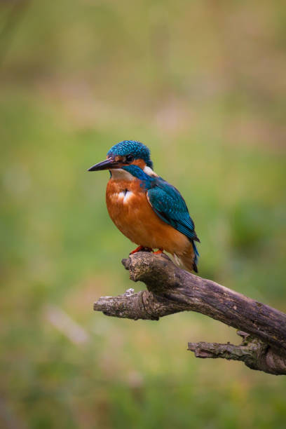 common kingfisher male (alcedo atthis, eurasian kingfisher, river kingfisher) vogel sitzt auf einem zweig auf der jagd auf fische durch einem ländlichen feuchtgebietsteich in der britischen sommersonne - animals hunting kingfisher animal bird stock-fotos und bilder