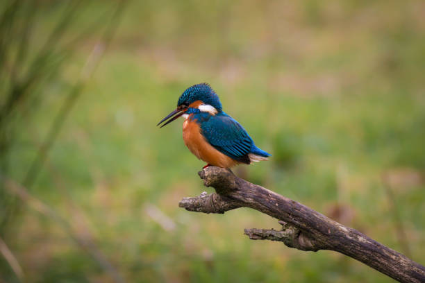 common kingfisher male (alcedo atthis, eurasian kingfisher, river kingfisher) vogel sitzt auf einem zweig auf der jagd auf fische durch einem ländlichen feuchtgebietsteich in der britischen sommersonne - animals hunting kingfisher animal bird stock-fotos und bilder