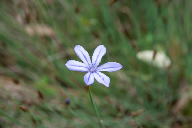 istock Blue Aphyllanthes Flower in Bloom in Springtime 1149019240
