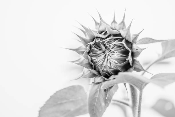 Sunflower ready to open - in black and white stock photo