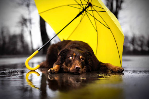 Rainy Dog Aussie Ost posing in the rain under yellow umbrella. april stock pictures, royalty-free photos & images