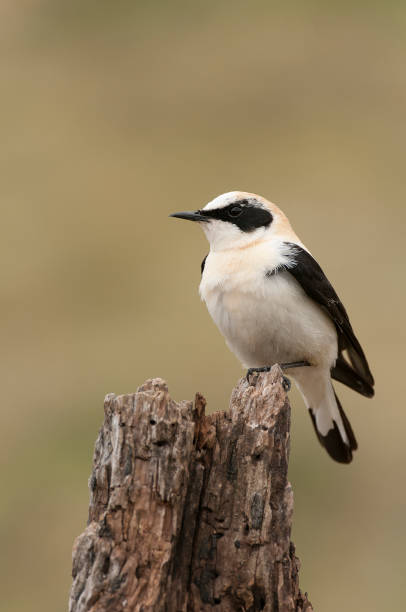 Black-eared Wheatear - Oenanthe hispanica perched on a dry trunk Black-eared Wheatear - Oenanthe hispanica perched on a dry trunk oenanthe hispanica stock pictures, royalty-free photos & images