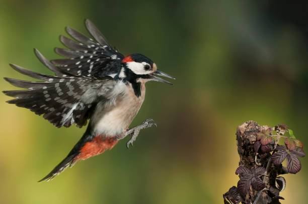 flying great spotted woodpecker - dendrocopos major - woodpecker major wildlife nature imagens e fotografias de stock