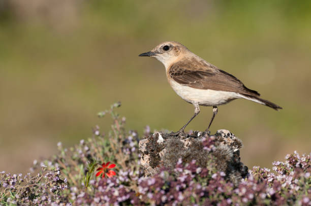 Black-eared Wheatear - Oenanthe hispanica perched on a rock with flowers in its natural habitat Black-eared Wheatear - Oenanthe hispanica perched on a rock with flowers in its natural habitat oenanthe hispanica stock pictures, royalty-free photos & images