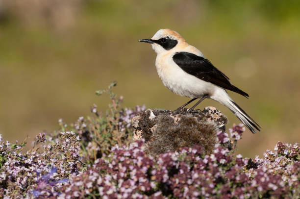 Black-eared Wheatear - Oenanthe hispanica perched on a rock with flowers in its natural habitat Black-eared Wheatear - Oenanthe hispanica perched on a rock with flowers in its natural habitat oenanthe hispanica stock pictures, royalty-free photos & images