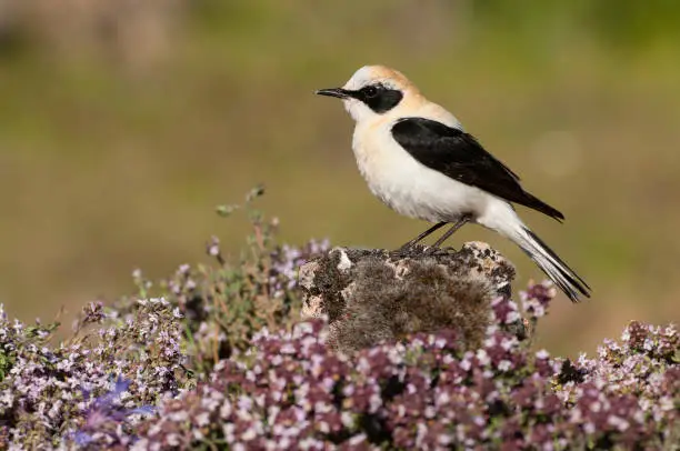 Black-eared Wheatear - Oenanthe hispanica perched on a rock with flowers in its natural habitat
