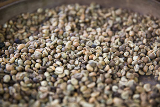 istock Raw Kopi Luwak coffee beans on coffee farm 1149021498