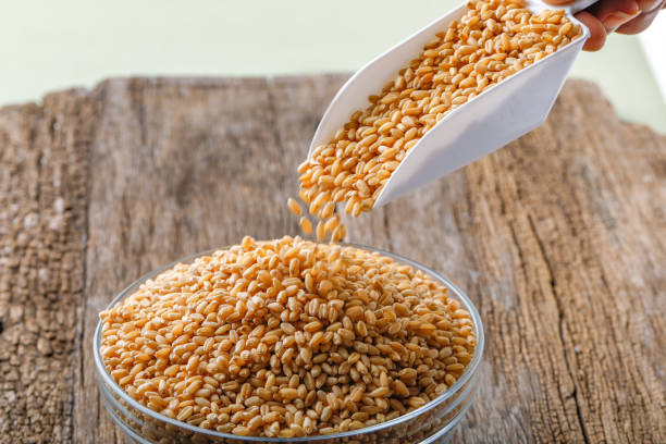 istock indian wheat grain ,  Wheat grain in bowl 1149022181