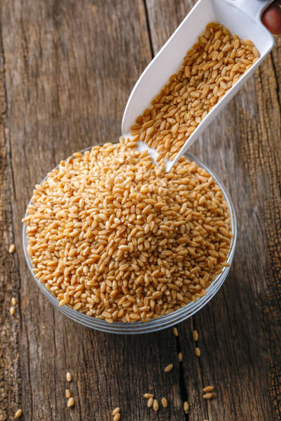 istock indian wheat grain ,  Wheat grain in bowl 1149022191