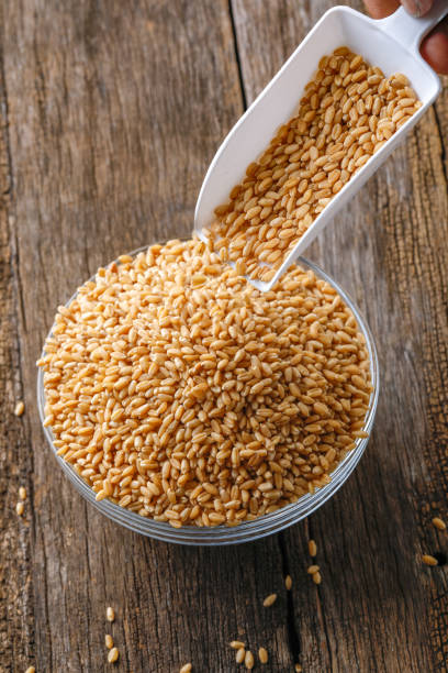 istock indian wheat grain ,  Wheat grain in bowl 1149022194