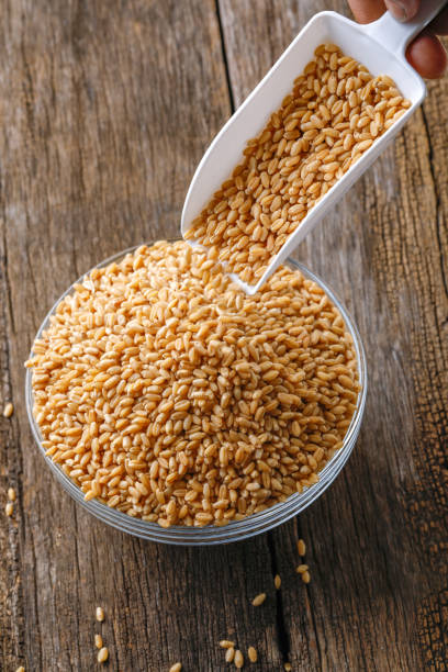 istock indian wheat grain ,  Wheat grain in bowl 1149022305