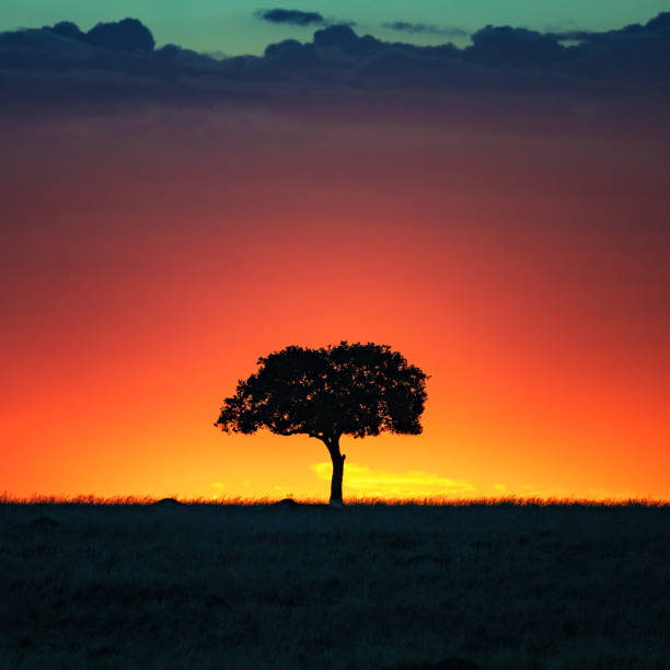 istock Acacia tree at sunset in the Masai Mara 1149022686