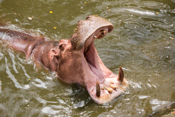 istock Hippo floating in the water. 1149023148