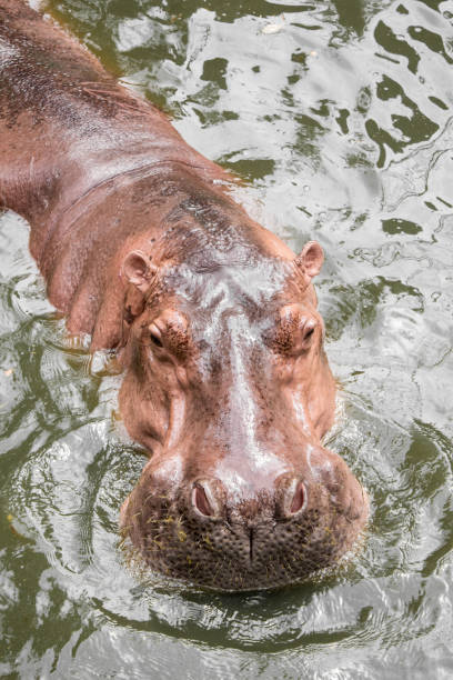 istock Hippo floating in the water. 1149023150