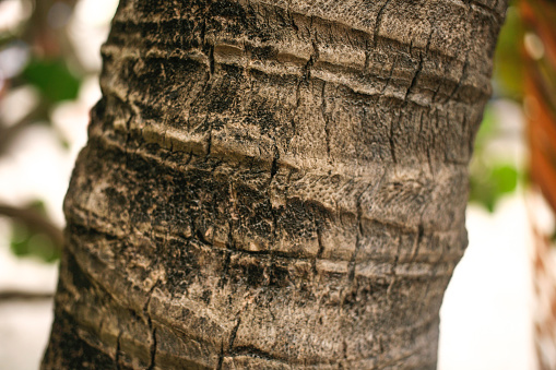 Palm tree core texture close up