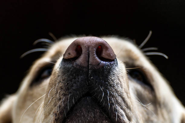 Close-up of a Labrador dog truffle