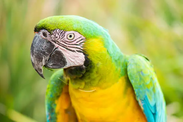 Close up of a beautiful macaw bird during the day.