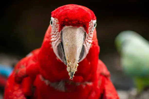 Close up of a beautiful macaw bird during the day.