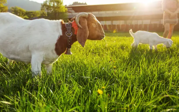 Anglo nubian / boer goat mutton, grazing on green spring meadow, small kid and blurred farm with strong backlight in background