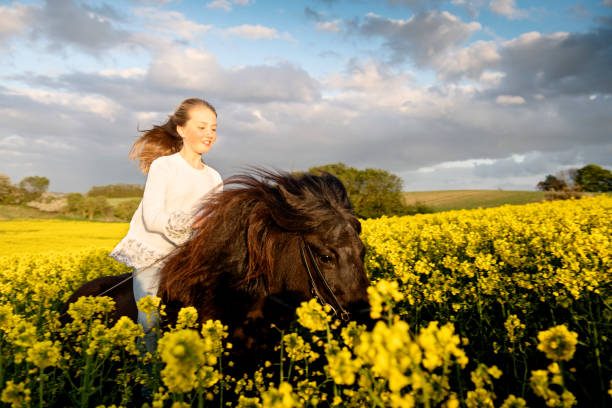 istock Horseback through a Canola field. 1149024455