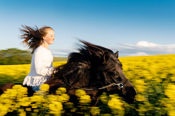 istock Horseback through a Canola field. 1149024467