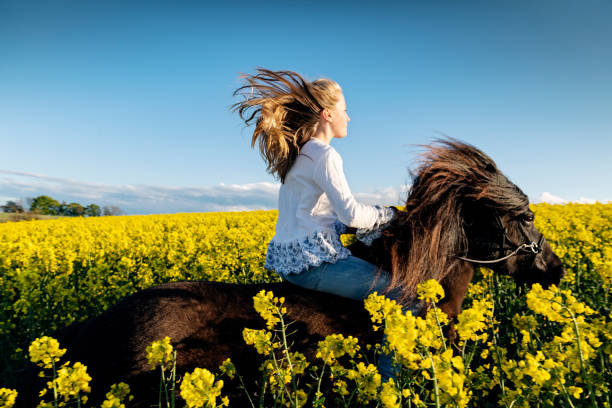 istock Horseback through a Canola field. 1149024494