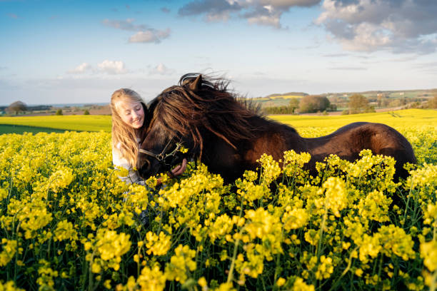istock Icelandic horse in a Canola field. 1149024509