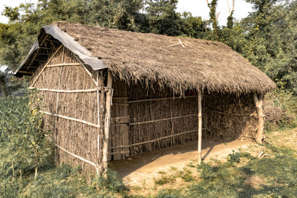 Tribal Hut having thatched roof, made from Bamboo Straws and sticks. A Typical house form of Tribal areas of Eastern India. Such houses are temporary and regulate temperature in natural way. - Image. Typical makeshift hut in the rural tribal areas of eastern India. The hut is made of thatch formed of bamboo leaves arranged on the skeleton of bamboo planks, and serves a temporary purpose only. Tribals and Farmers make this kind of hut in the proximity of their field, work area and to the near of those places where their domestic animals and animlas could graze. thatched roof hut straw grass hut stock pictures, royalty-free photos & images