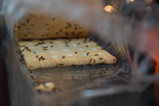Problem with ants in the household, ants in a plastic bag with cookies, eating