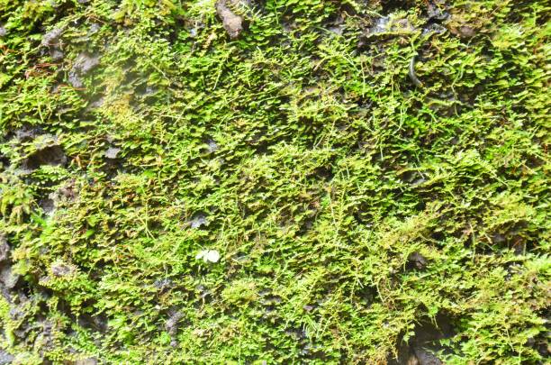 istock Green lichen on bark are nature background 1149027837