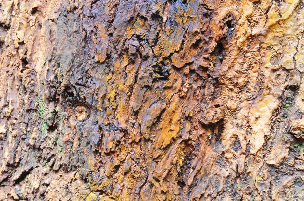 istock Green lichen on bark are nature background 1149027845