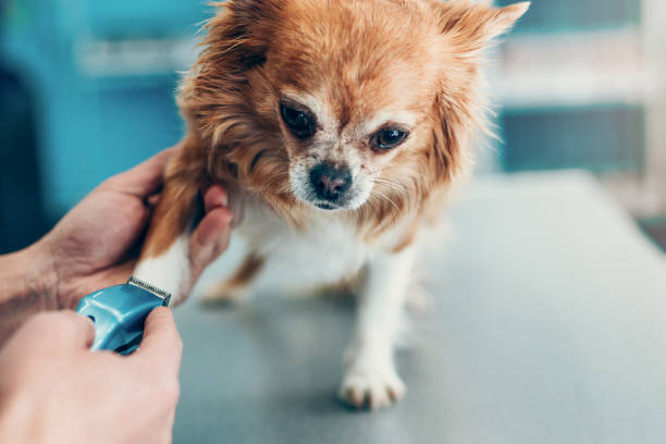 jambe de chien étant rasé dans l’hôpital animal - chihuahua stroking pets human hand photos et images de collection