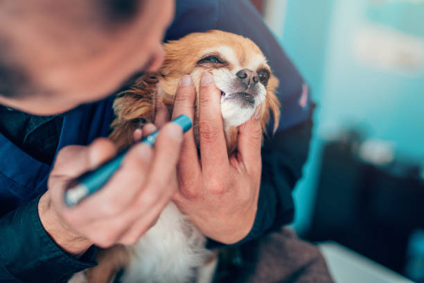 istock Veterinarian examines small dog's teeth 1149028131