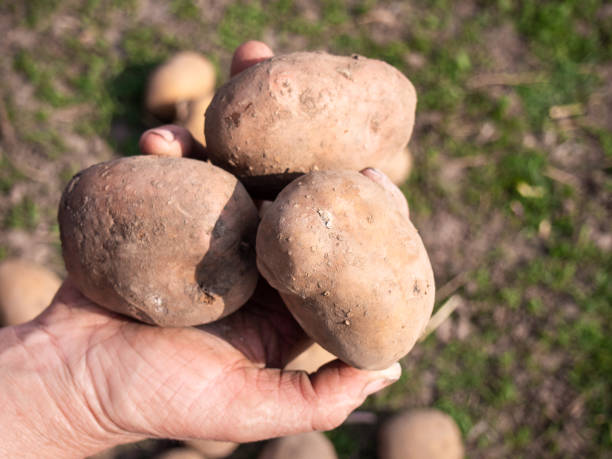 istock Woman's hand with potato, close-up. 1149028320