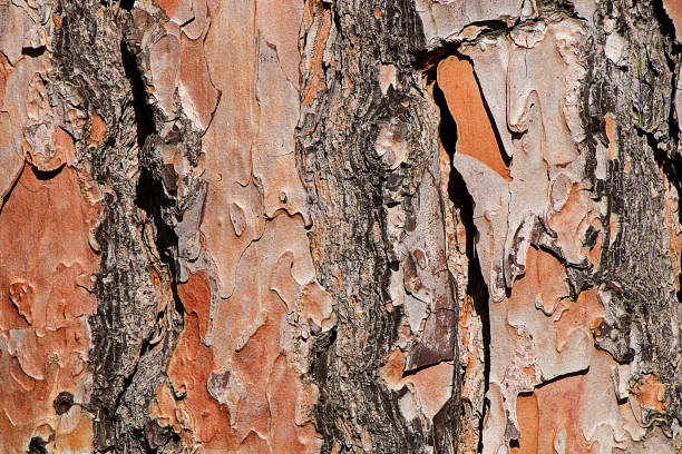 istock Natural background. Texture of tree bark. 1149028389